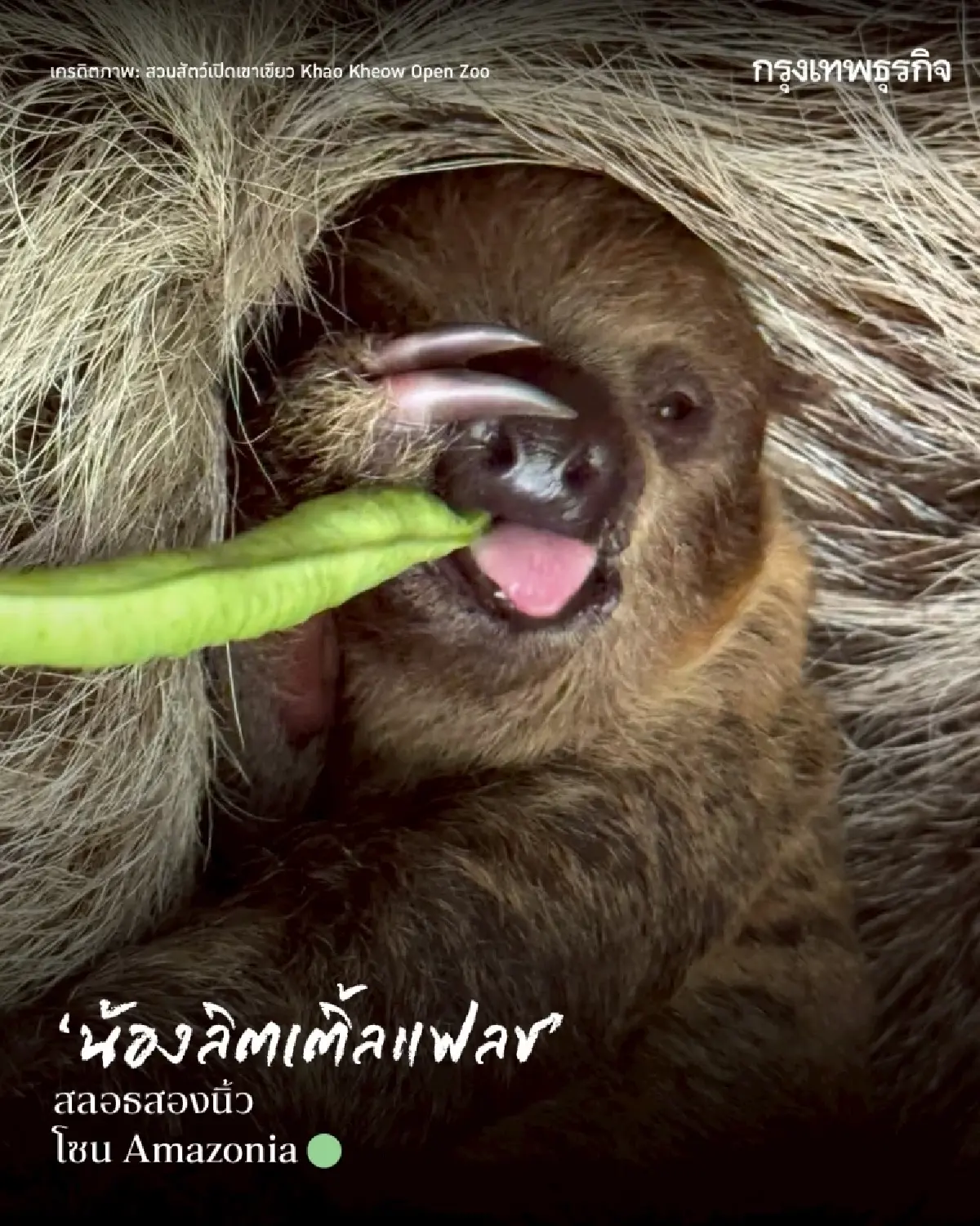รวมดาว ‘ดาราหน้าใหม่’ สัตว์เพิ่งแจ้งเกิดจาก ‘สวนสัตว์เปิดเขาเขียว’