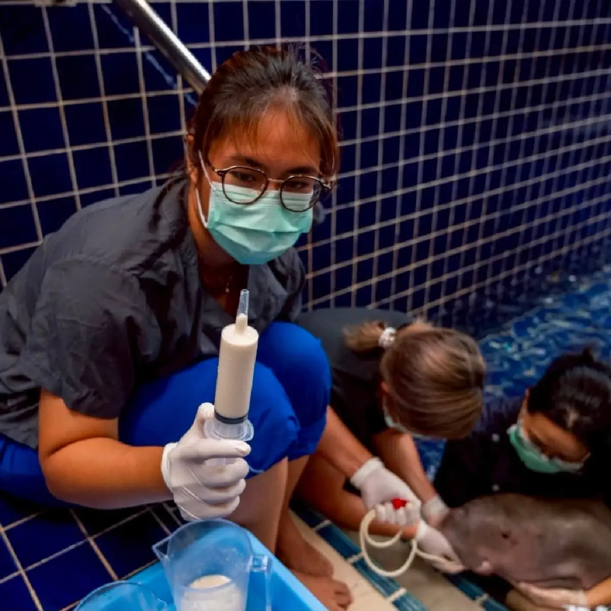 เปิดผลชันสูตร พะยูนเกยตื้น หลงฝูง ระนอง ระบบไหลเวียนเลือดล้มเหลว