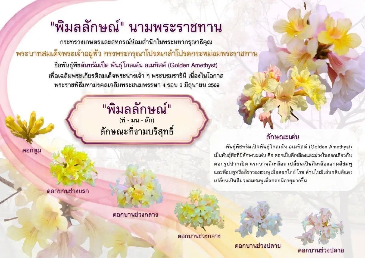 ‘ในหลวง’ พระราชทานนามพรรณไม้ใหม่ ‘พิมลลักษณ์’ เฉลิมพระเกียรติ ‘พระบรมราชินี’