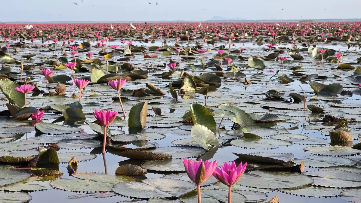 ชวนเที่ยว ‘ทะเลบัวแดง’ ดูควายน้ำ พระอาทิตย์ขึ้น ที่ ทะเลน้อย จ.พัทลุง