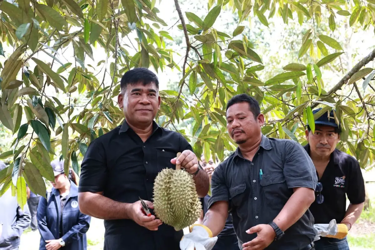 'ทุเรียน' ตัดมีดแรก เปิดฤดูกาลผลไม้คุณภาพ ป้องกันทุเรียนอ่อน
