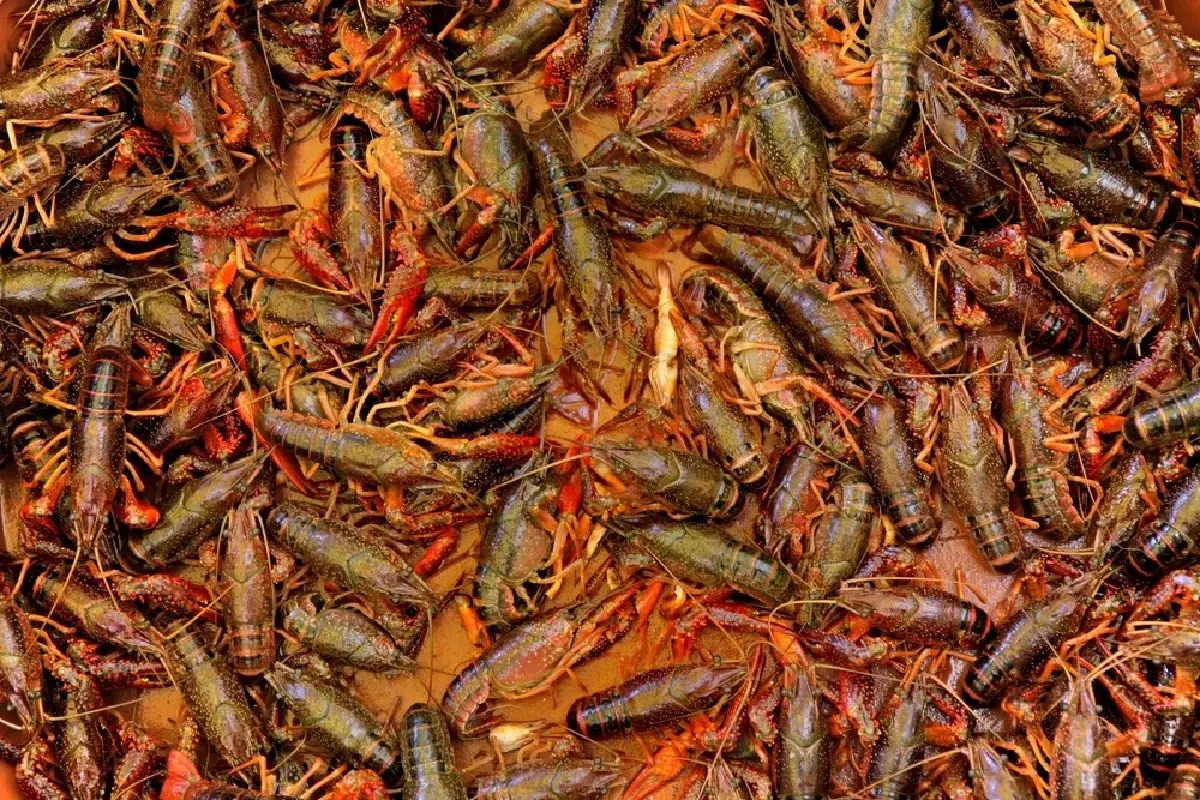 สยองนิเวศพัง กุ้งต่างถิ่นโผล่กว๊านพะเยา จี้จับกินก่อนระบาด