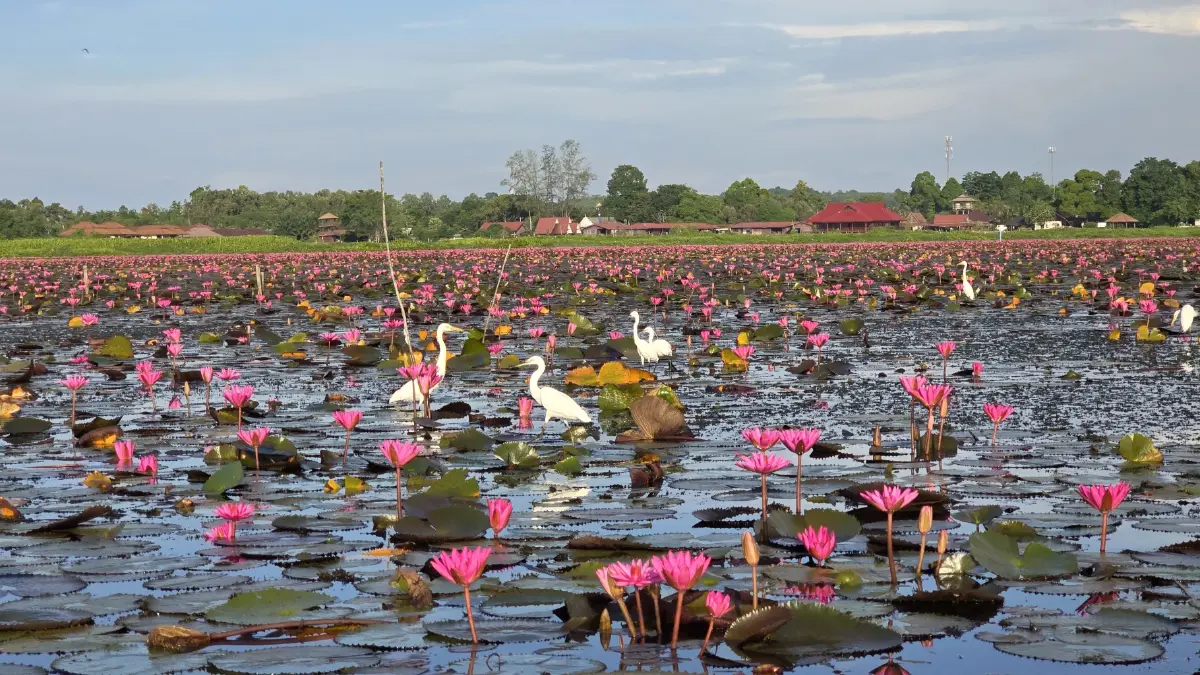 ชวนเที่ยว ‘ทะเลบัวแดง’ ดูควายน้ำ พระอาทิตย์ขึ้น ที่ ทะเลน้อย จ.พัทลุง