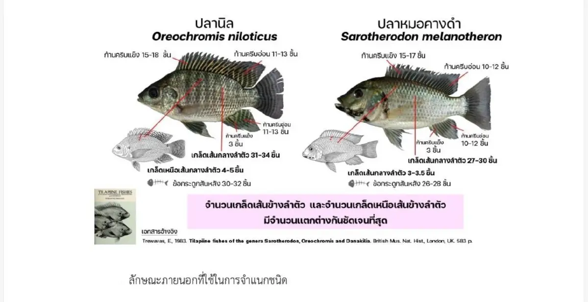 สยบดราม่าปลากระป๋อง ประมงงัดหลักวิทย์แจง ยันไร้หมอคางดำ