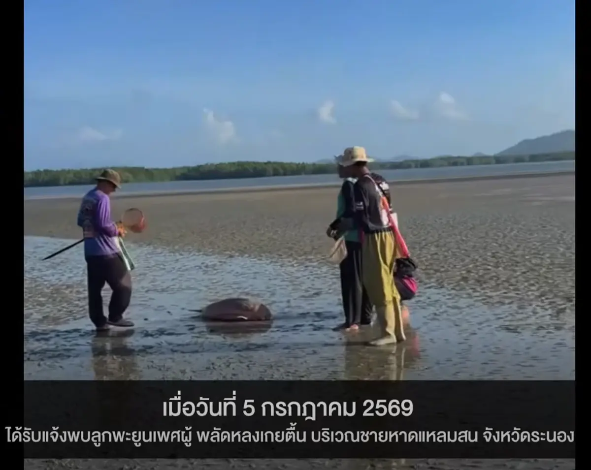 เปิดผลชันสูตร พะยูนเกยตื้น หลงฝูง ระนอง ระบบไหลเวียนเลือดล้มเหลว