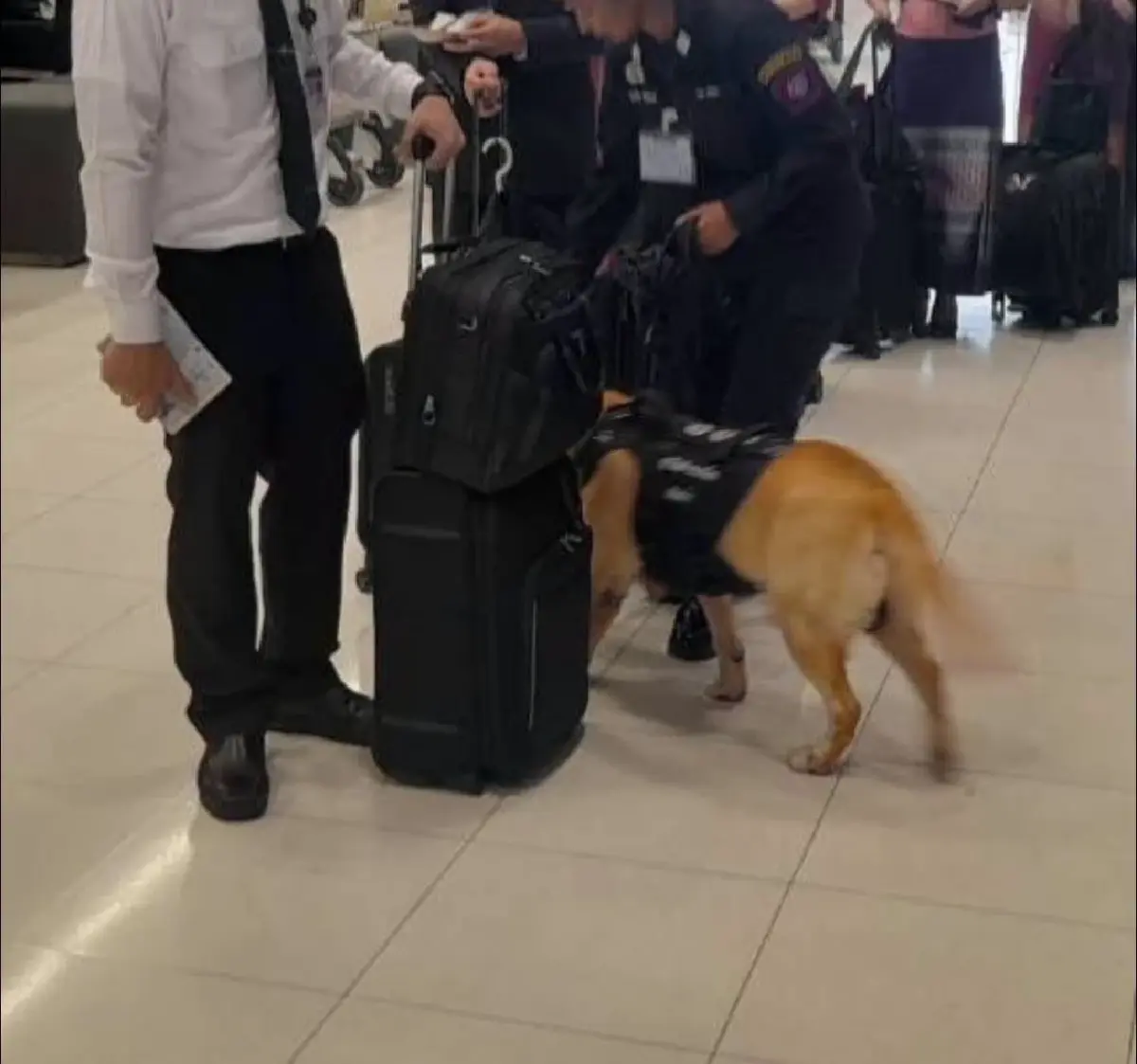 ตรวจเข้มสุวรรณภูมิ! ส่งสุนัขตำรวจ K9 ลุยตรวจค้นสัมภาระ ตัดวงจรยาข้ามชาติ