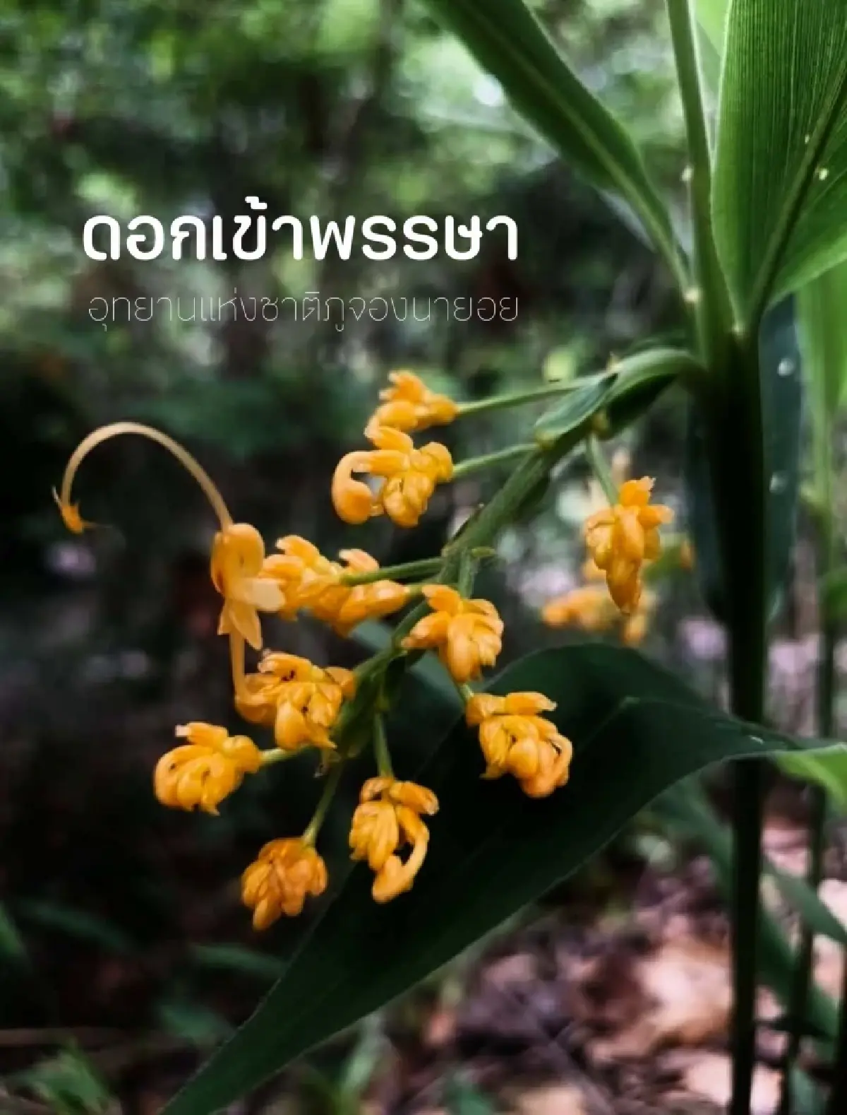 เห็นได้ปีละครั้ง ดอกเข้าพรรษา บานแล้ว ราวหงส์กำลังบิน กลางป่าอุบล