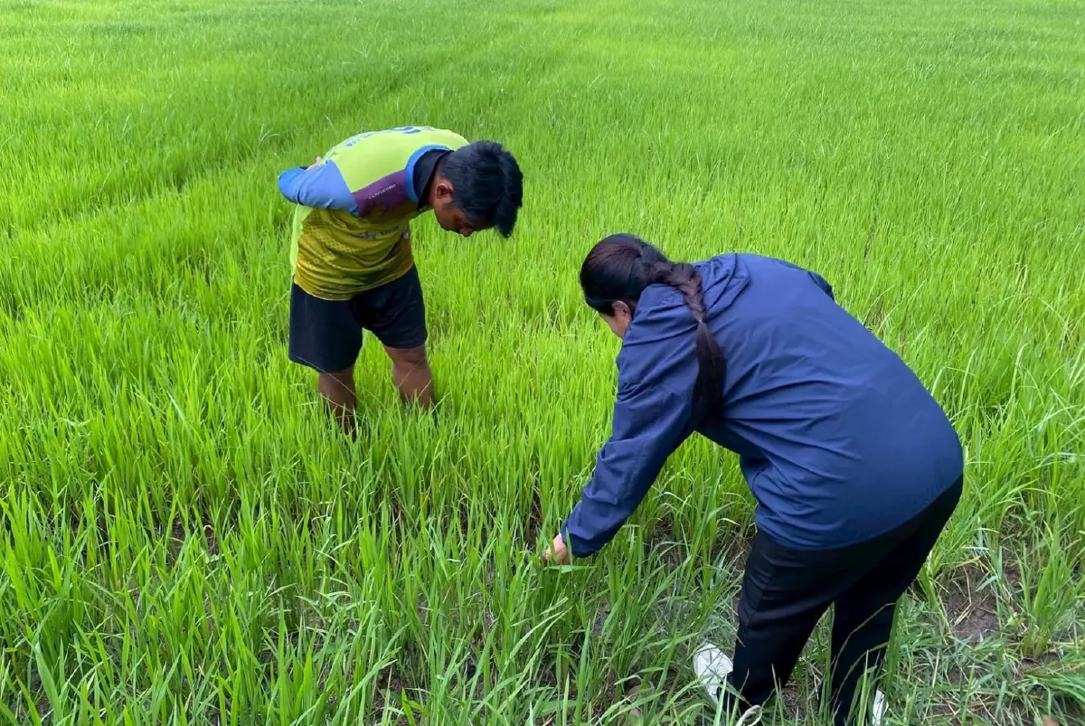 ไร่ละพันตอบโจทย์ ชาวนาปลูกข้าวต้นทุนลด แถมปั๊มผลผลิตพุ่งกระฉูด 16%