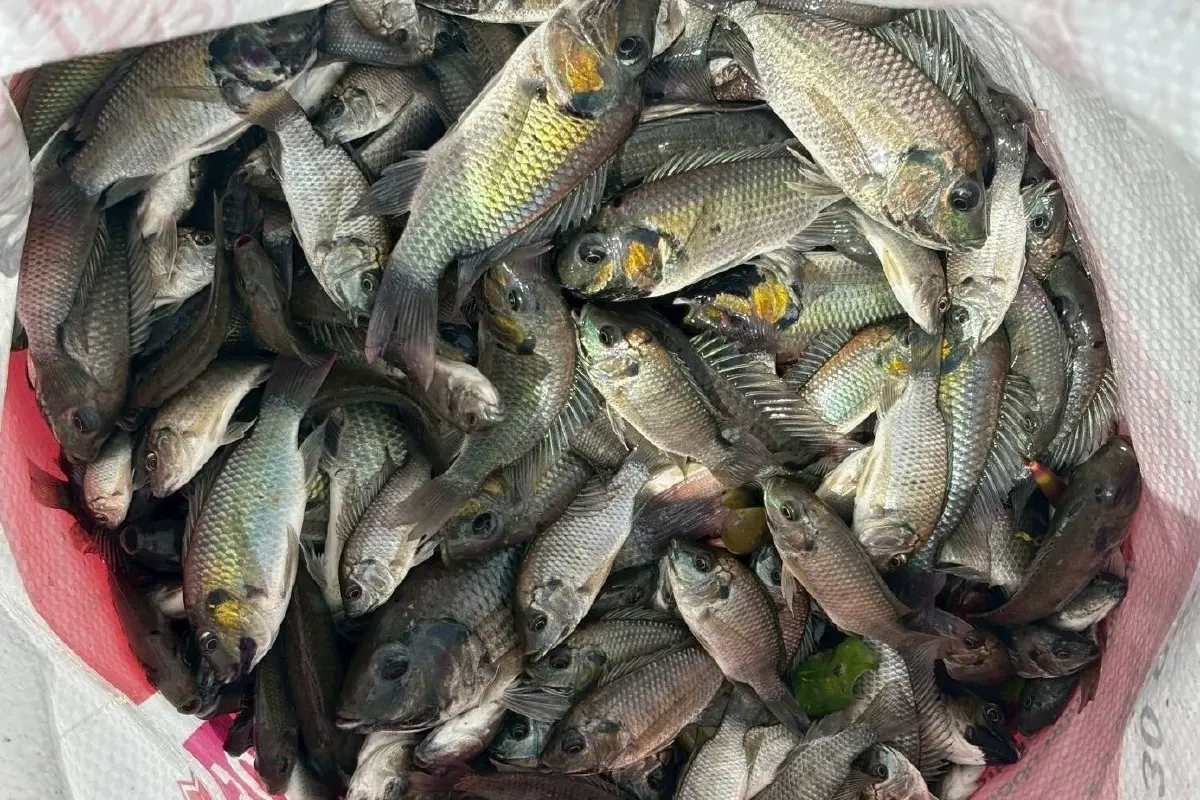 ช็อกวงการ 19 รหัสลับพันธุกรรม ปลดล็อกปมคางดำ ซับซ้อนกว่าที่คิด