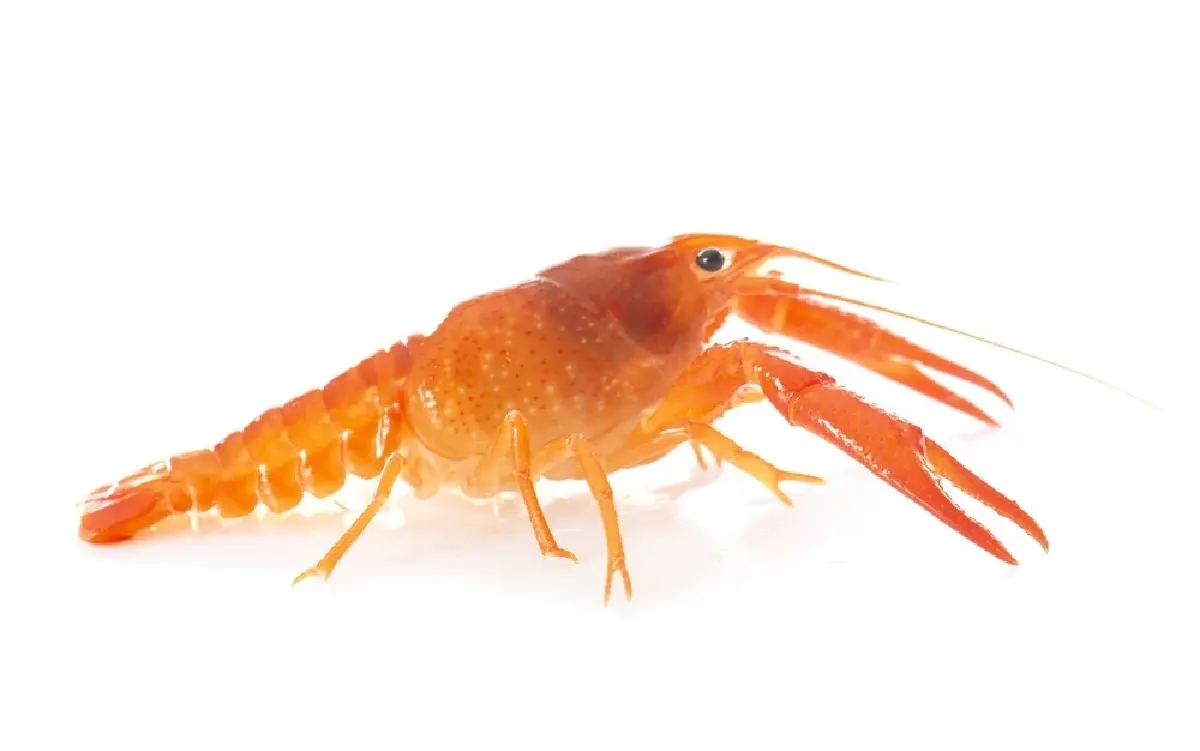 สยองนิเวศพัง กุ้งต่างถิ่นโผล่กว๊านพะเยา จี้จับกินก่อนระบาด
