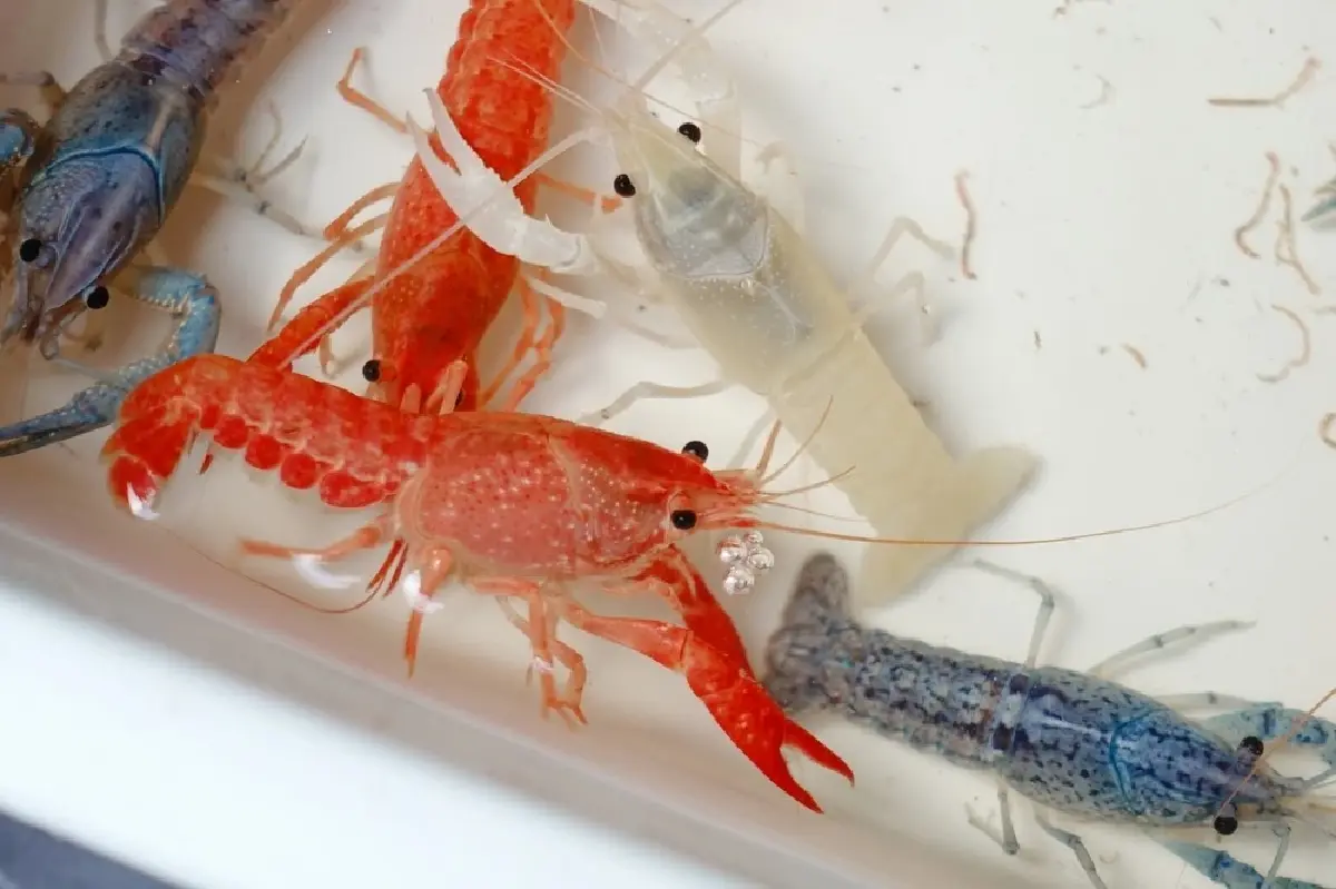 สยองนิเวศพัง กุ้งต่างถิ่นโผล่กว๊านพะเยา จี้จับกินก่อนระบาด