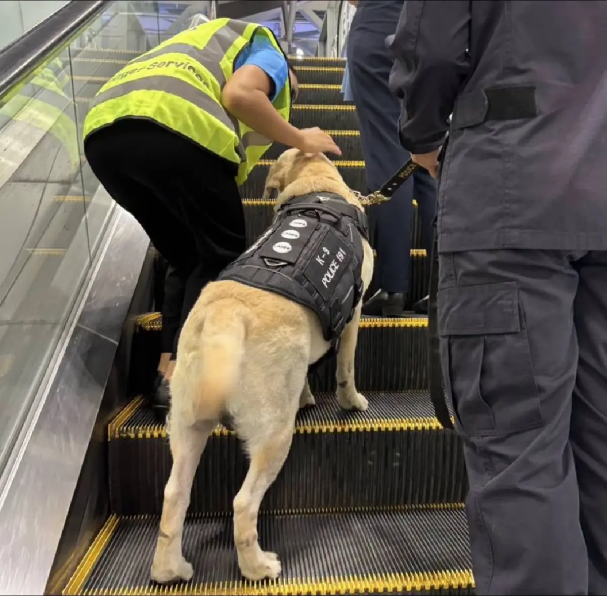 ตรวจเข้มสุวรรณภูมิ! ส่งสุนัขตำรวจ K9 ลุยตรวจค้นสัมภาระ ตัดวงจรยาข้ามชาติ