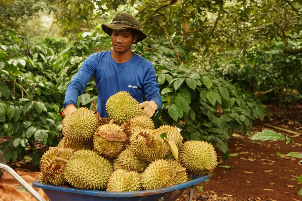 ส่องปรากฏการณ์ 'สึนามิทุเรียน' ล้นตลาด พังราคาร่วง 50% ถึงขั้นแจกฟรี