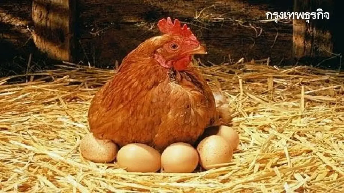 ผ่าวิกฤตไข่ไก่ไทย สกัดทัพไข่เถื่อน ดันคนไทยกินกู้เสถียรภาพ