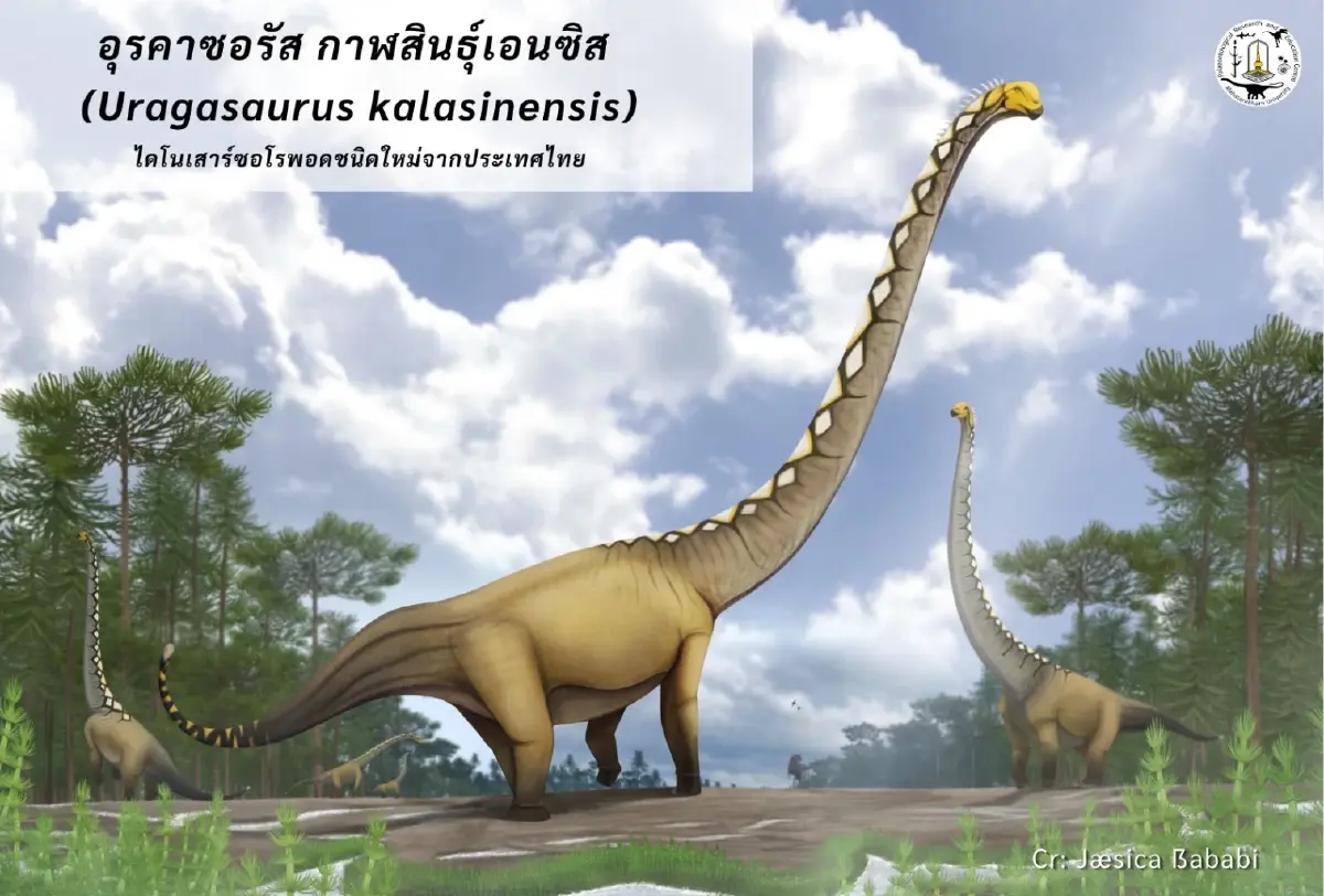ค้นพบ อุรคาซอรัส กาฬสินธุ์เอนซิส ไดโนเสาร์ชนิดใหม่ของโลกที่ไทย