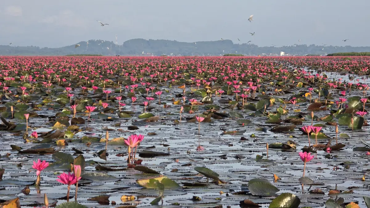 ชวนเที่ยว ‘ทะเลบัวแดง’ ดูควายน้ำ พระอาทิตย์ขึ้น ที่ ทะเลน้อย จ.พัทลุง