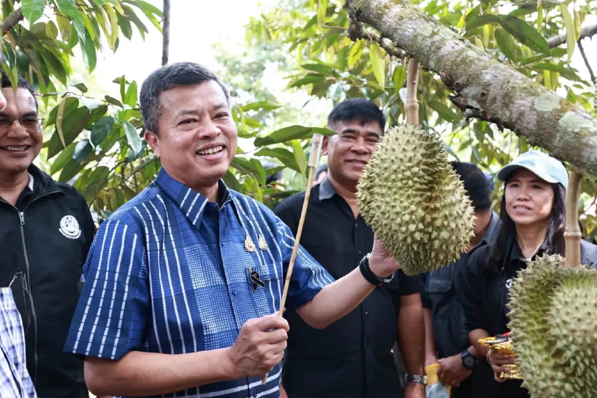 'ทุเรียน' ตัดมีดแรก เปิดฤดูกาลผลไม้คุณภาพ ป้องกันทุเรียนอ่อน