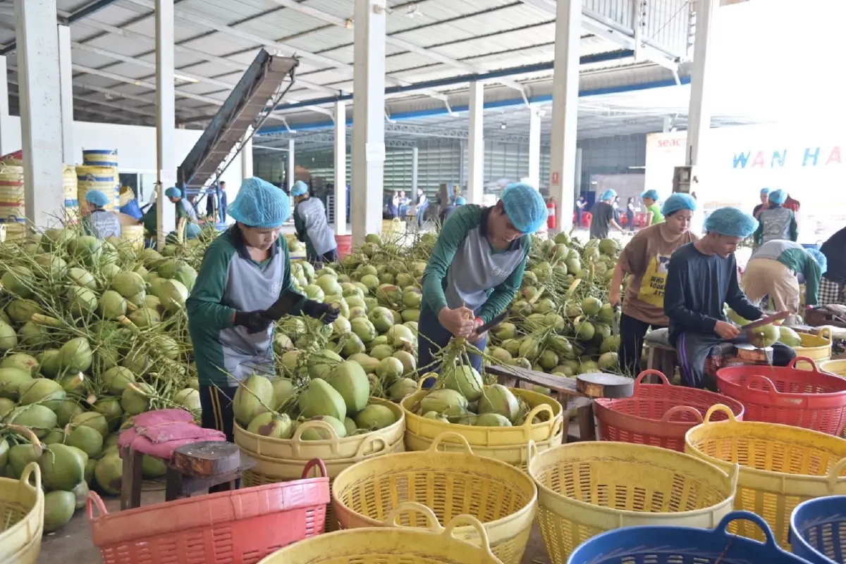 พาณิชย์ ลุยราชบุรี ปั้น “ล้งชุมชนมะพร้าวน้ำหอม” ดัดหลังนายทุนกดราคา