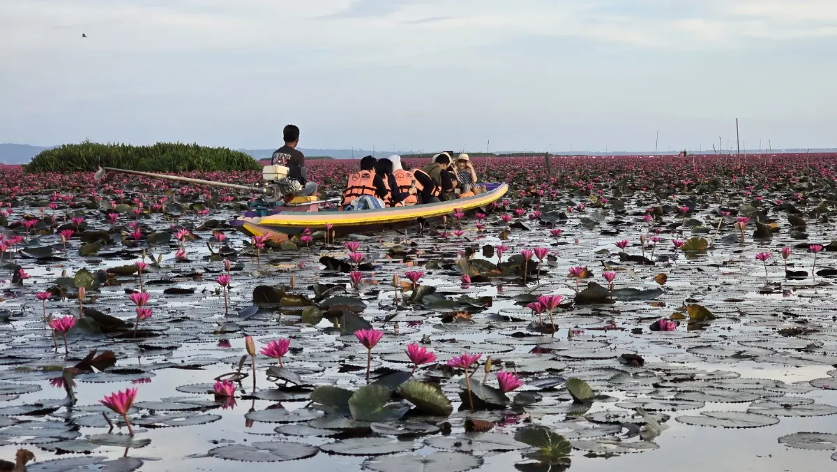 ชวนเที่ยว ‘ทะเลบัวแดง’ ดูควายน้ำ พระอาทิตย์ขึ้น ที่ ทะเลน้อย จ.พัทลุง