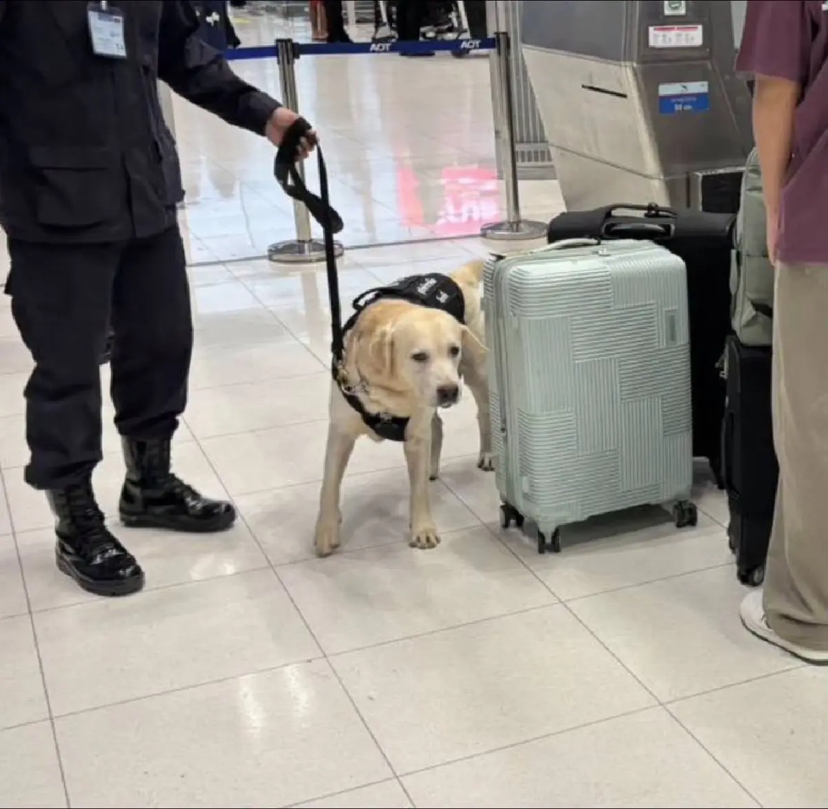 ตรวจเข้มสุวรรณภูมิ! ส่งสุนัขตำรวจ K9 ลุยตรวจค้นสัมภาระ ตัดวงจรยาข้ามชาติ