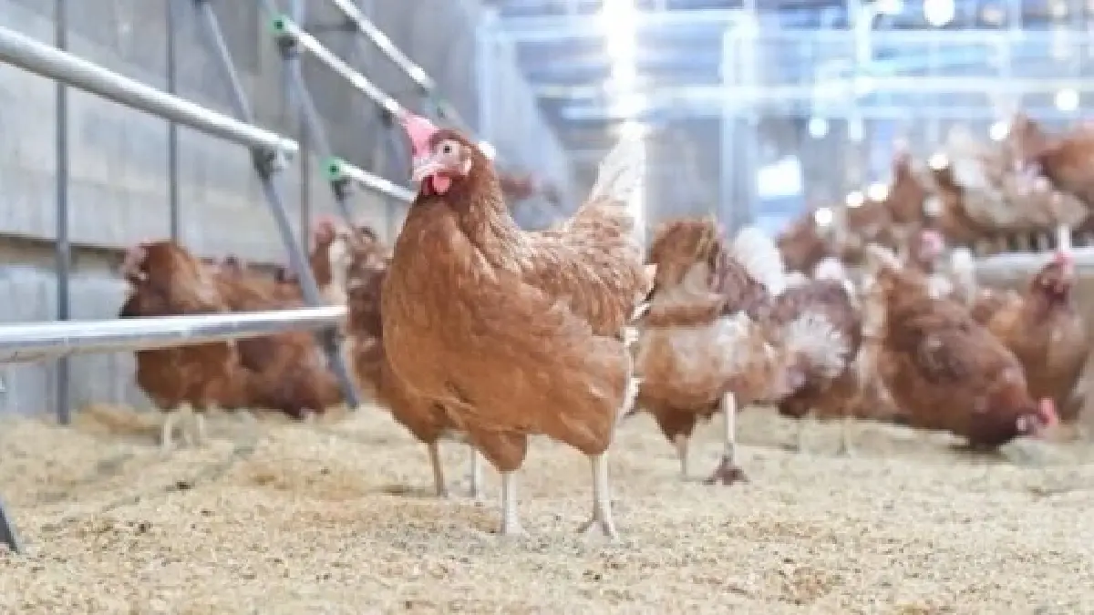 กรมปศุสัตว์ ยืนยัน' ไข่ไก่ ' มีพอ  ชี้พิษอากาศทำราคาพุ่ง