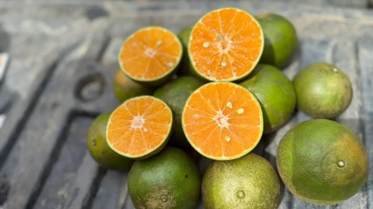 พาณิชย์ ลุยตรวจมาตรฐาน GI ดัน “ส้มโชกุนเบตง - มังคุดในสายหมอกเบตง” สู่ตลาดโมเดิร์นเทรด