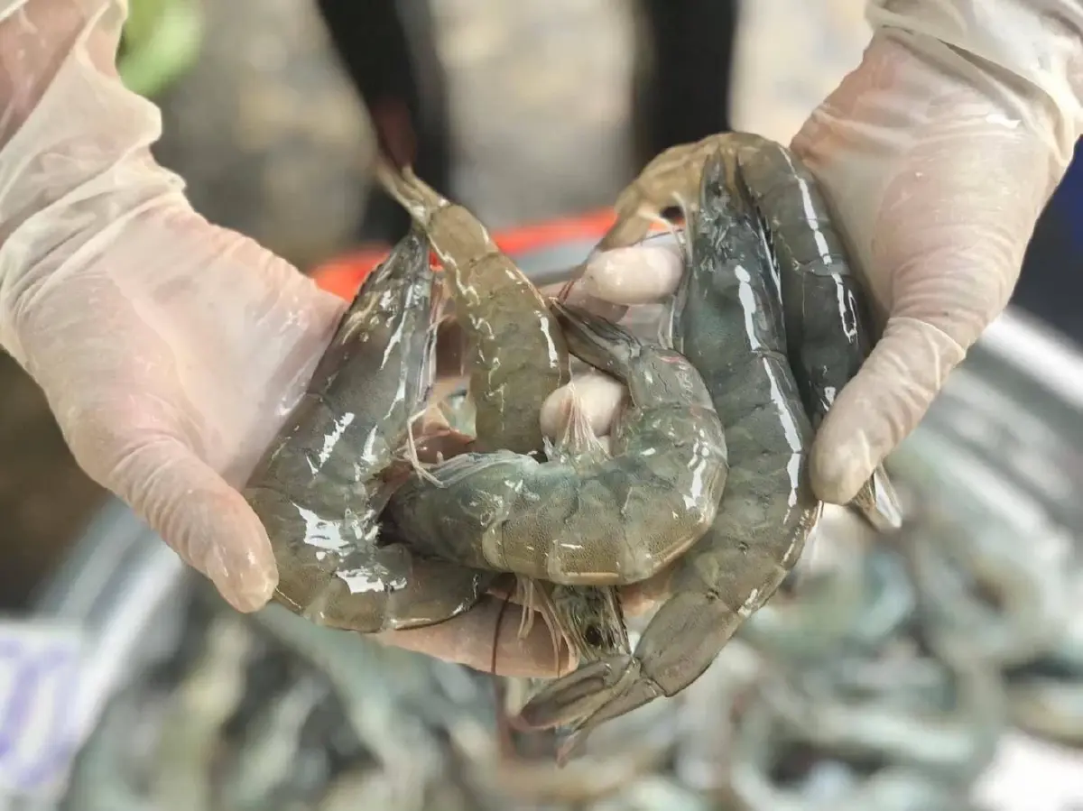 กรมประมงมั่นใจ ทูน่า- กุ้ง แข่งได้ เร่งปั้นสู้ภาษี301สหรัฐ