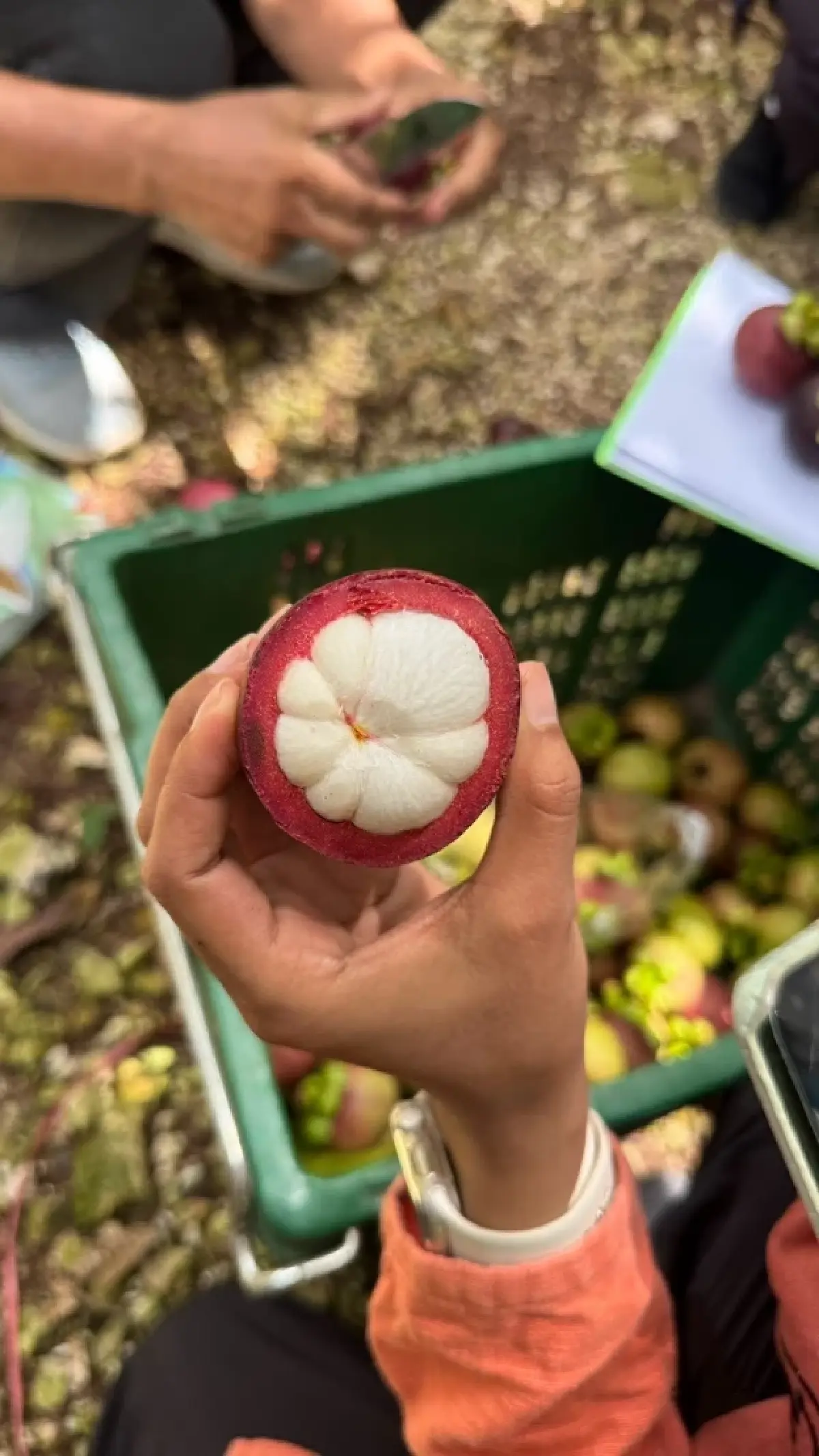พาณิชย์ ลุยตรวจมาตรฐาน GI ดัน “ส้มโชกุนเบตง - มังคุดในสายหมอกเบตง” สู่ตลาดโมเดิร์นเทรด