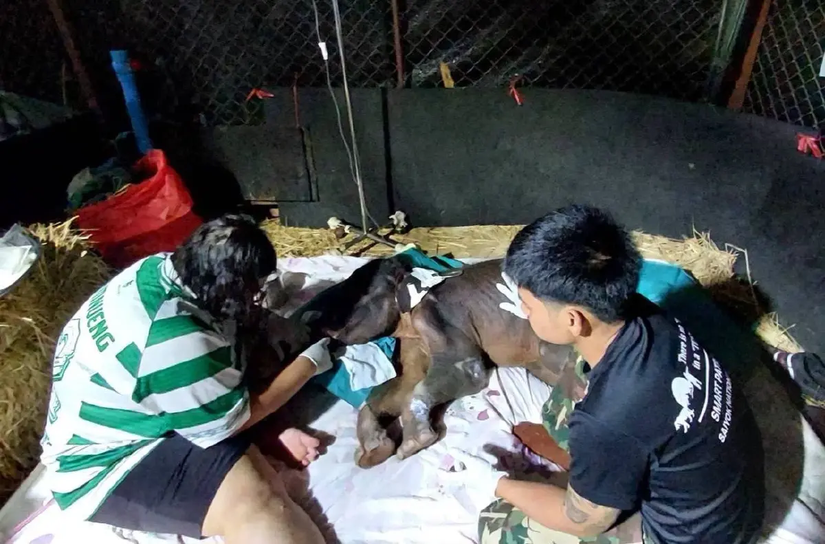 สุดยื้อ “เจ้าจิ๋วน้อย” ลูกช้างป่าพลัดหลง กลับดาวช้างแล้ว เผยสาเหตุเสียชีวิต