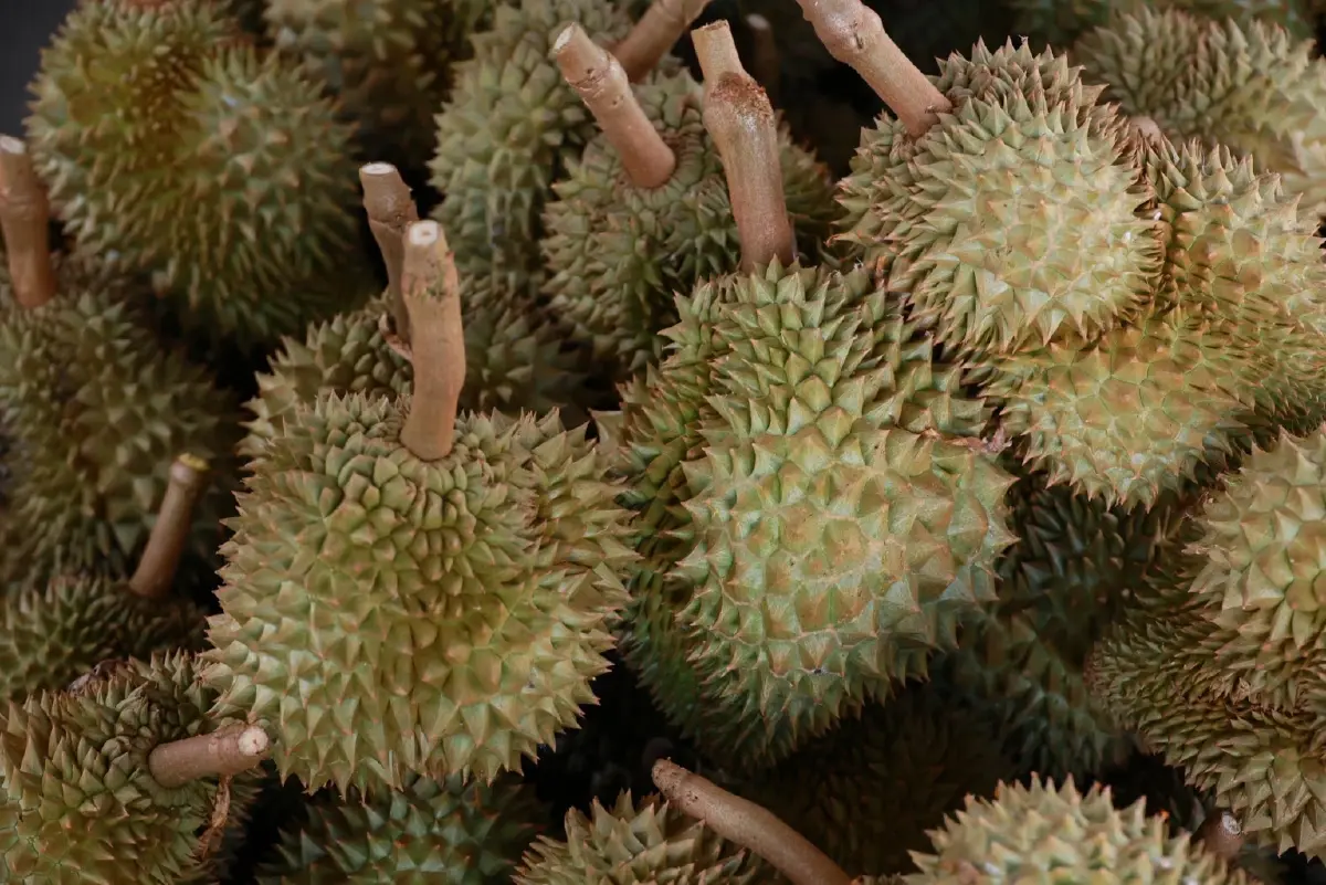 เกษตรฯเดินหน้าบริหารจัดการผลไม้ใต้ปี69ชูคุณภาพลุยเชื่อมตลาด