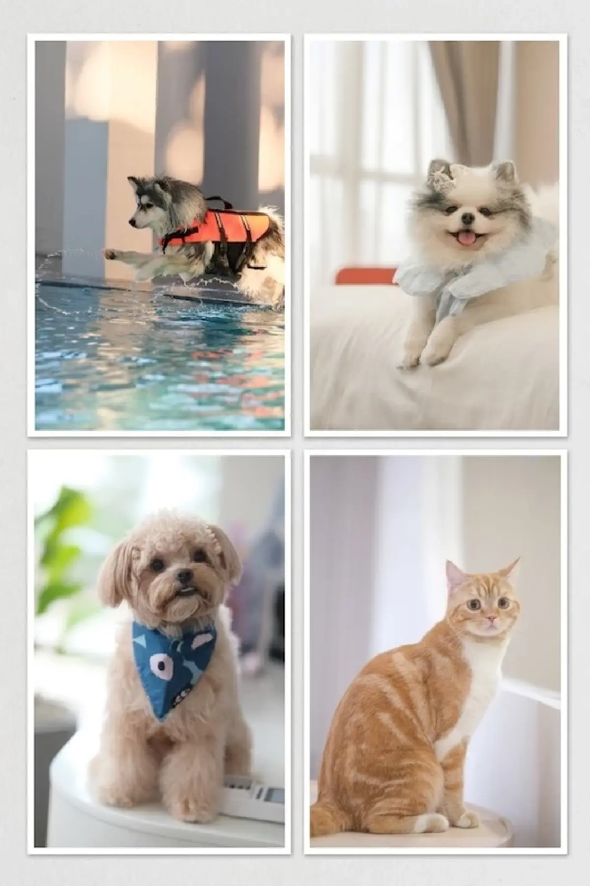 'รพ.สัตว์ทองหล่อ' เผยอินไซต์ 'ทาสแมวพุ่ง' ตลาดสัตว์เลี้ยงเข้าสู่ยุค 'Longevity'