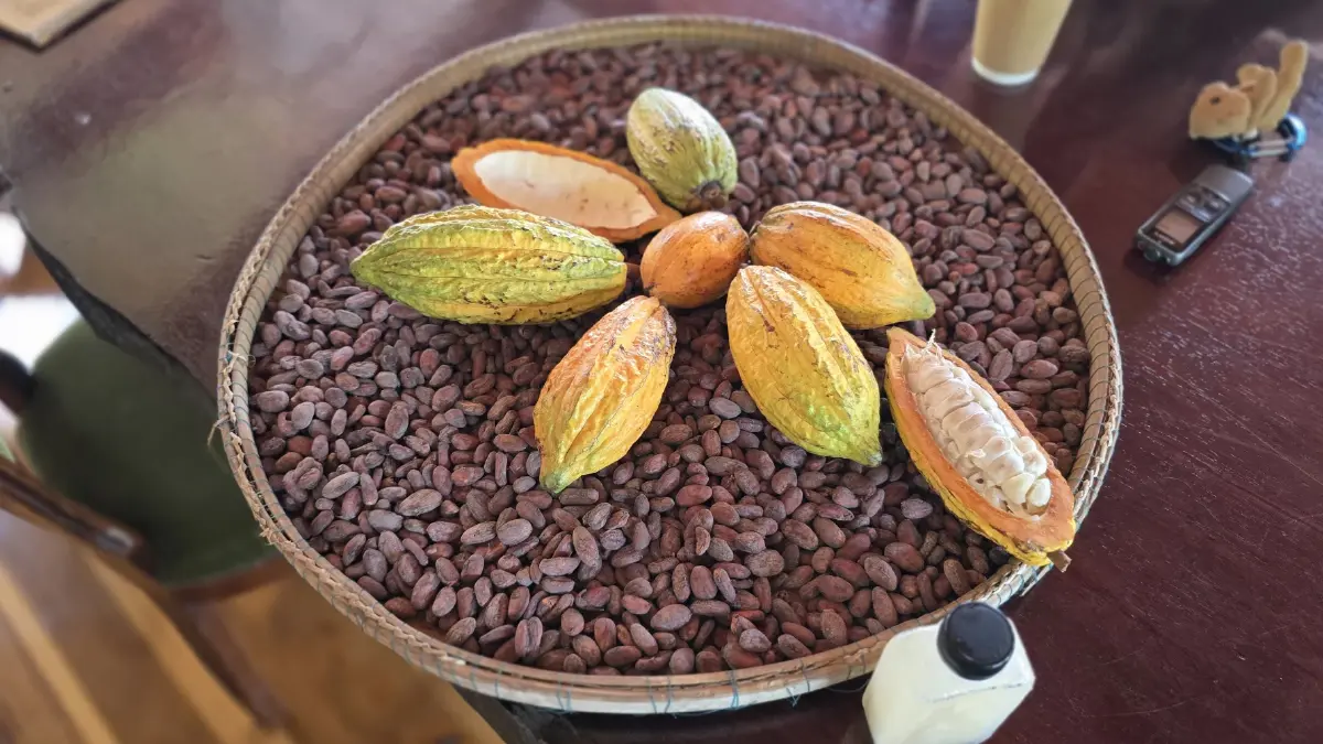 จากต้นโกโก้สู่ ‘ช็อกโกแลตคราฟต์’ที่ 'Rose Cocoa Garden' เมืองนครฯ