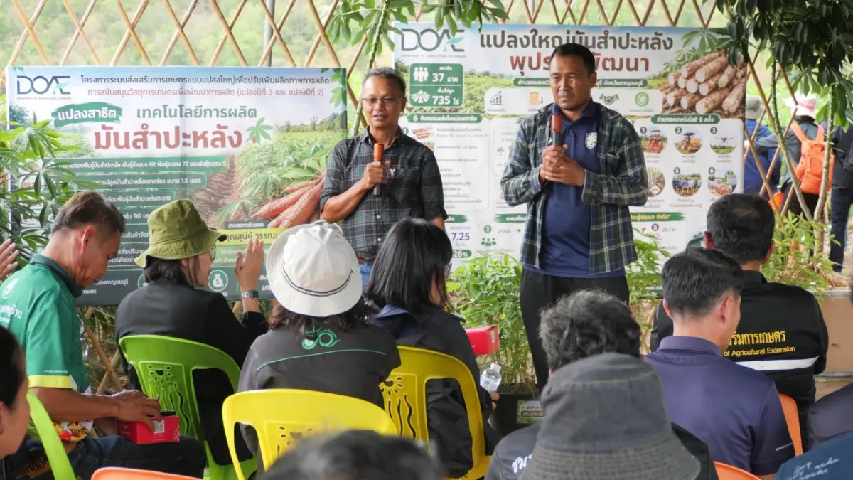 กรมส่งเสริมการเกษตร หนุนใช้มันสำปะหลังพุปะดู่ เป้าลดใบด่าง 30 %