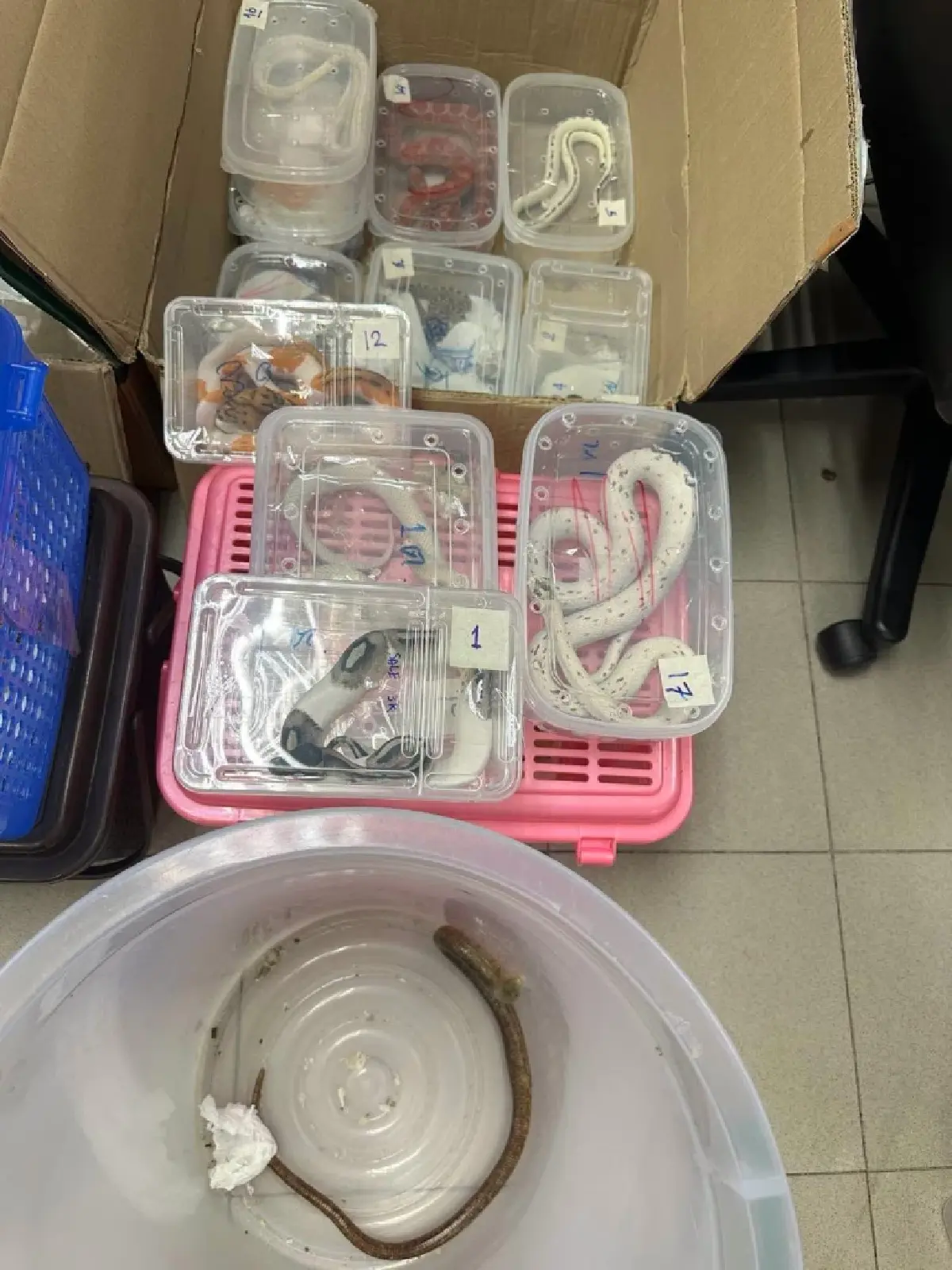 ด่านตรวจสัตว์ป่าสุวรรณภูมิ สกัดพัสดุซุก สัตว์เลื้อยคลาน กว่า 120 ตัว ส่งฟิลิปปินส์