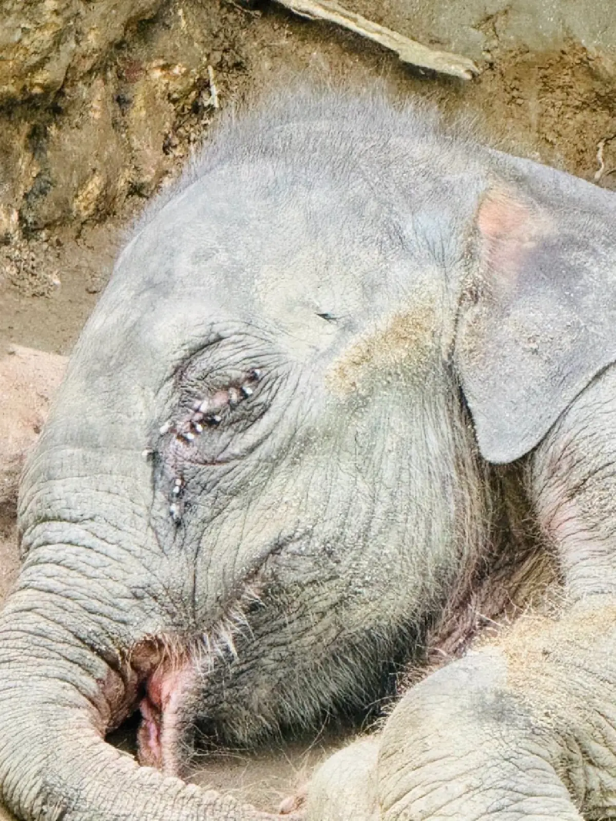 อาการน่าห่วง! "ลูกช้างป่า" ไทรโยคพลัดหลง สภาพวิกฤต ขาดน้ำรุนแรง-แผลทั่วตัว