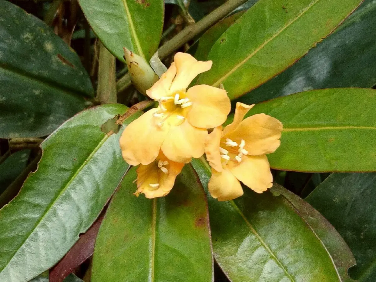 ม.เกษตรฯ ค้นพบกุหลาบพันปีชนิดใหม่ของโลก 2 ชนิดในผืนป่าภาคใต้