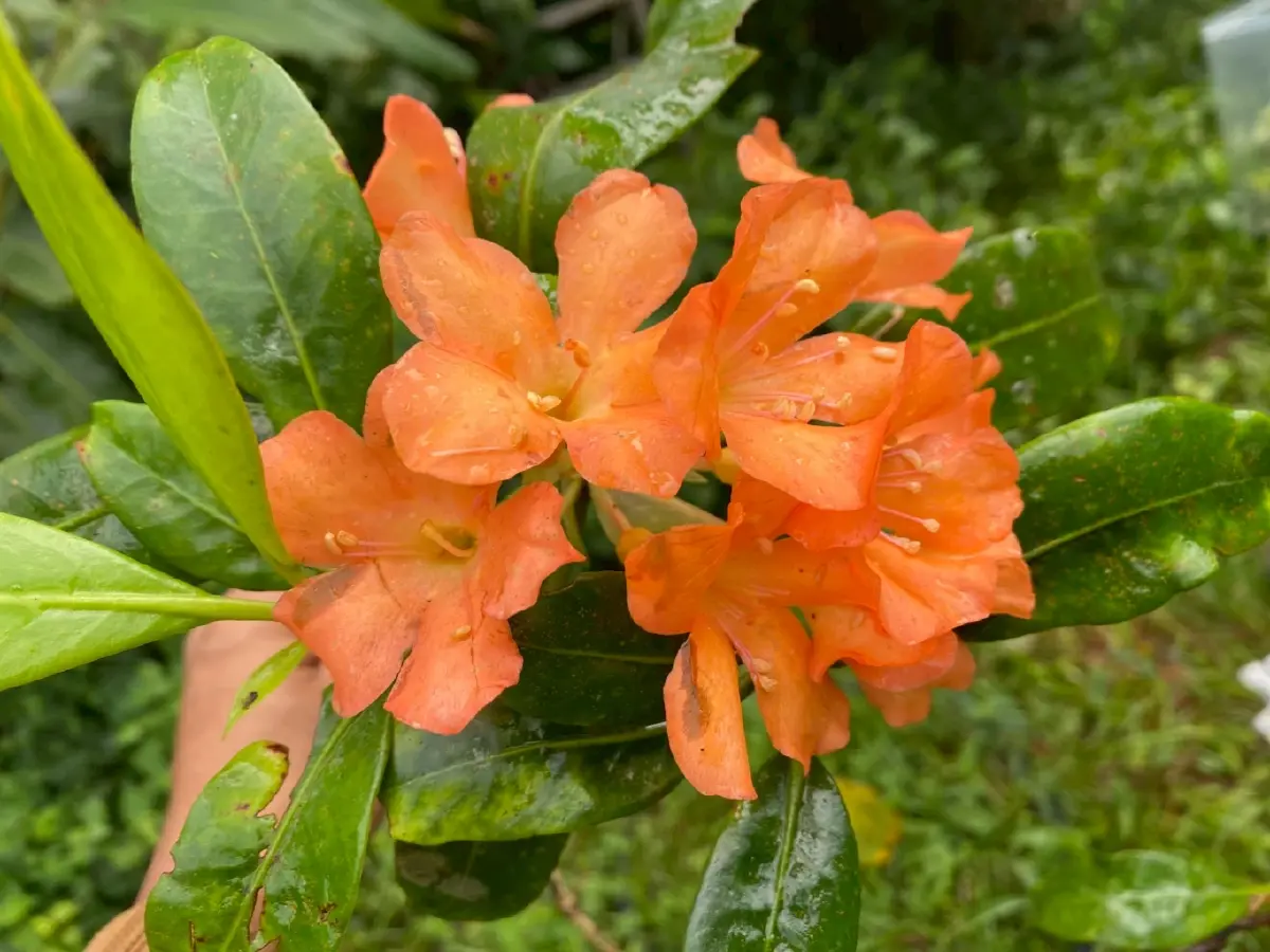 ม.เกษตรฯ ค้นพบกุหลาบพันปีชนิดใหม่ของโลก 2 ชนิดในผืนป่าภาคใต้
