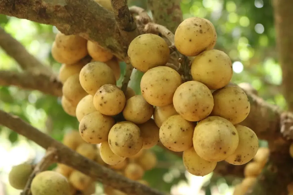 เกษตรฯเดินหน้าบริหารจัดการผลไม้ใต้ปี69ชูคุณภาพลุยเชื่อมตลาด