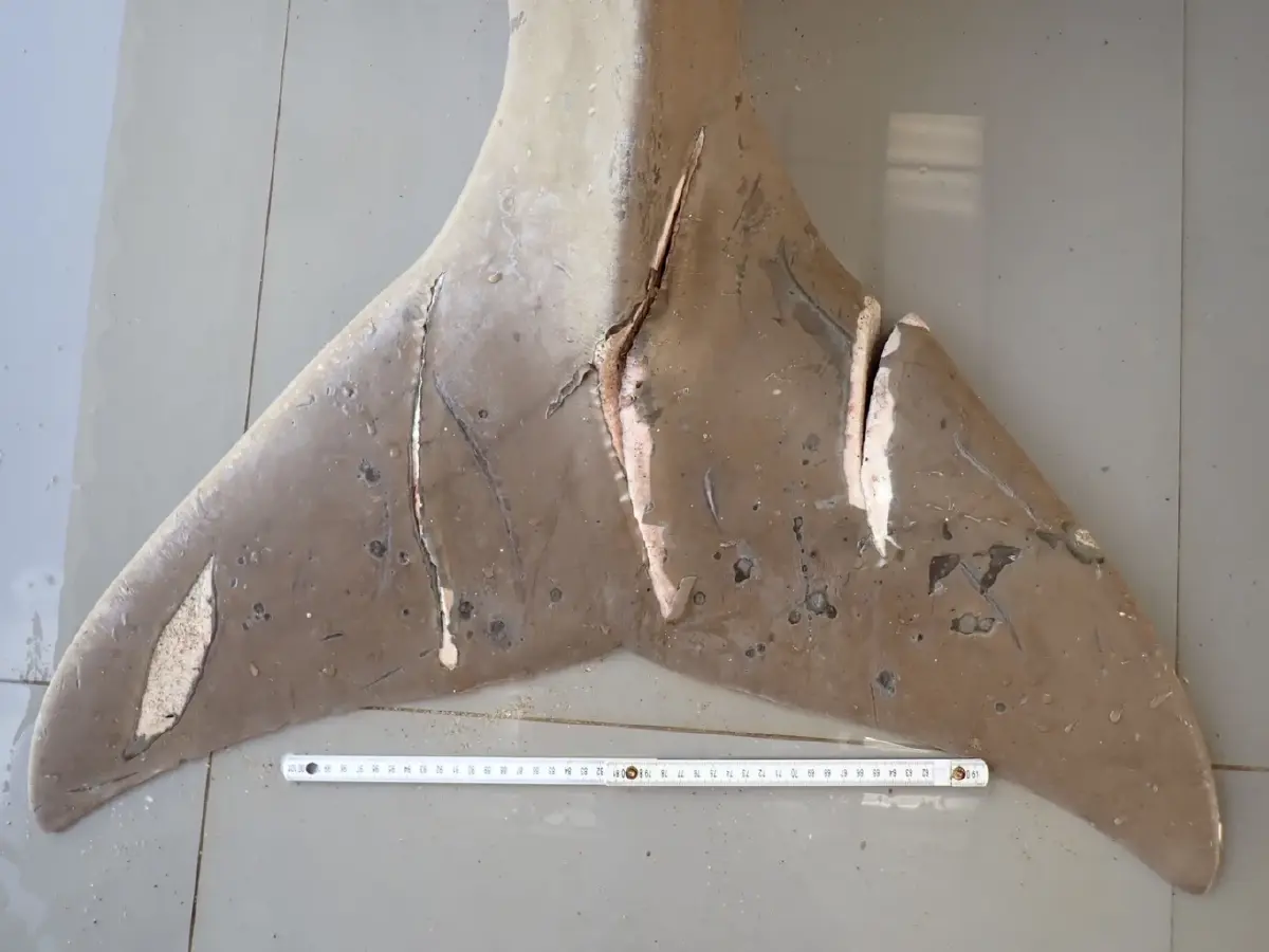 ประกาศ 12 พื้นที่เสี่ยง ลุย 'SAVE OUR DUGONG' ลดพะยูนตายเป็นศูนย์