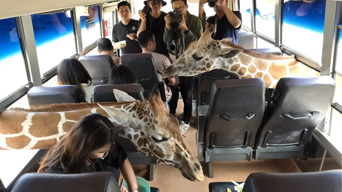 ชวนเที่ยวสวนสัตว์เปิด 'ซาฟารี ปาร์ค' ตะลุยแดนยีราฟ นั่งรถไฟจิ๋วข้ามแม่น้ำแคว กาญจนบุรี