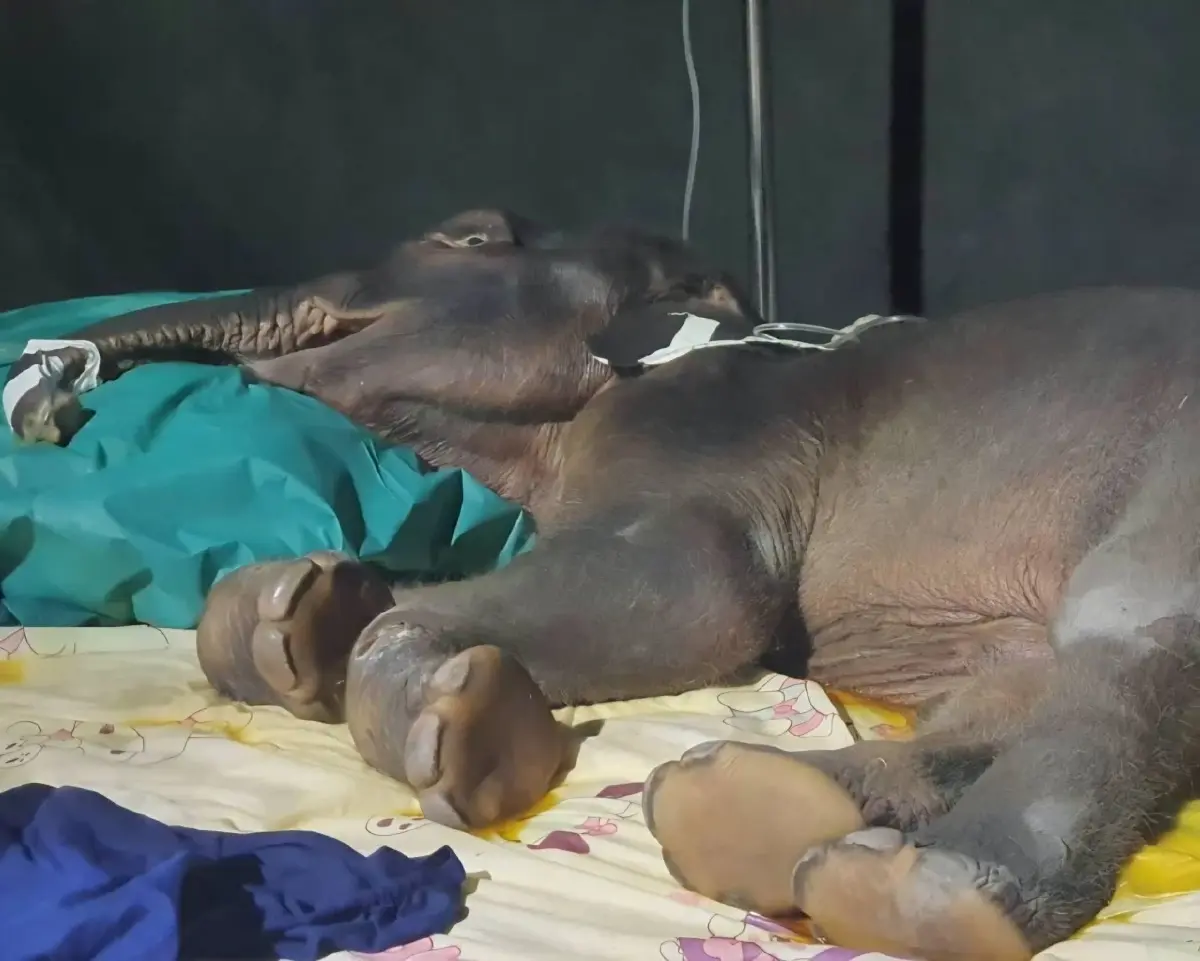 สุดยื้อ “เจ้าจิ๋วน้อย” ลูกช้างป่าพลัดหลง กลับดาวช้างแล้ว เผยสาเหตุเสียชีวิต