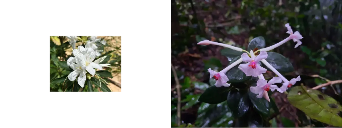 ม.เกษตรฯ ค้นพบกุหลาบพันปีชนิดใหม่ของโลก 2 ชนิดในผืนป่าภาคใต้