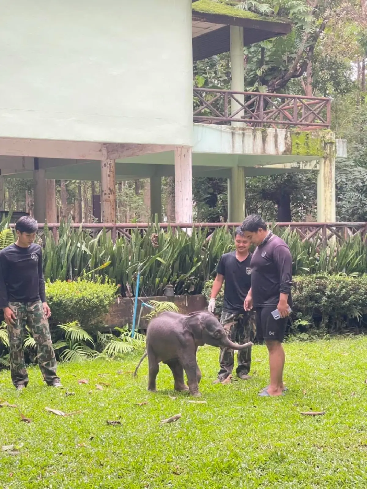 อาการน่าห่วง! "ลูกช้างป่า" ไทรโยคพลัดหลง สภาพวิกฤต ขาดน้ำรุนแรง-แผลทั่วตัว