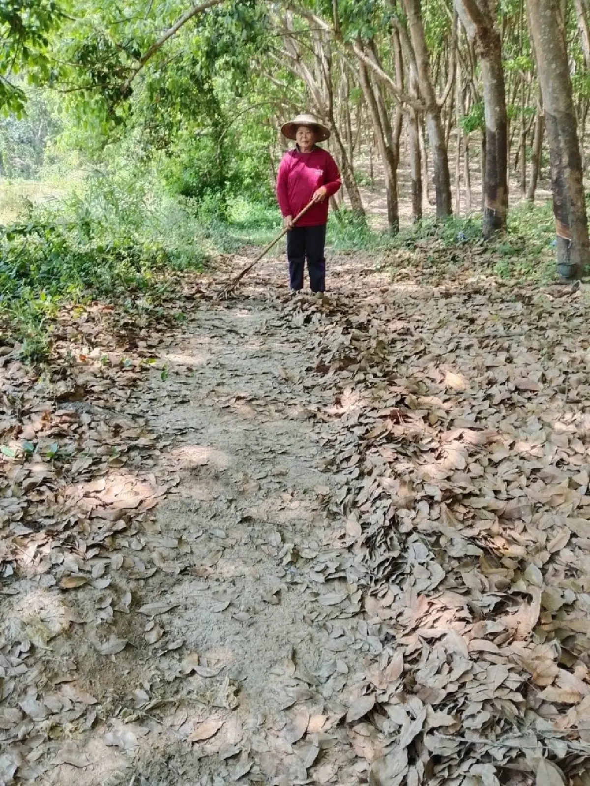 กยท. สั่ง 3 มาตรการด่วน เยียวยาชาวสวนยาง น่าน สู้ภัยน้ำท่วม