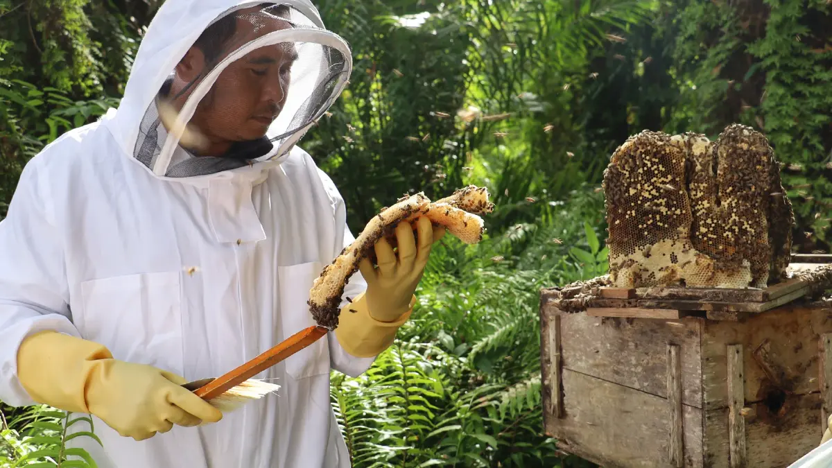 เลี้ยง ‘ผึ้ง’ ในป่า ตามธรรมชาติ กอบกู้โลกแล้วยังได้ ‘น้ำผึ้ง’ ดีที่สุดตอบแทน