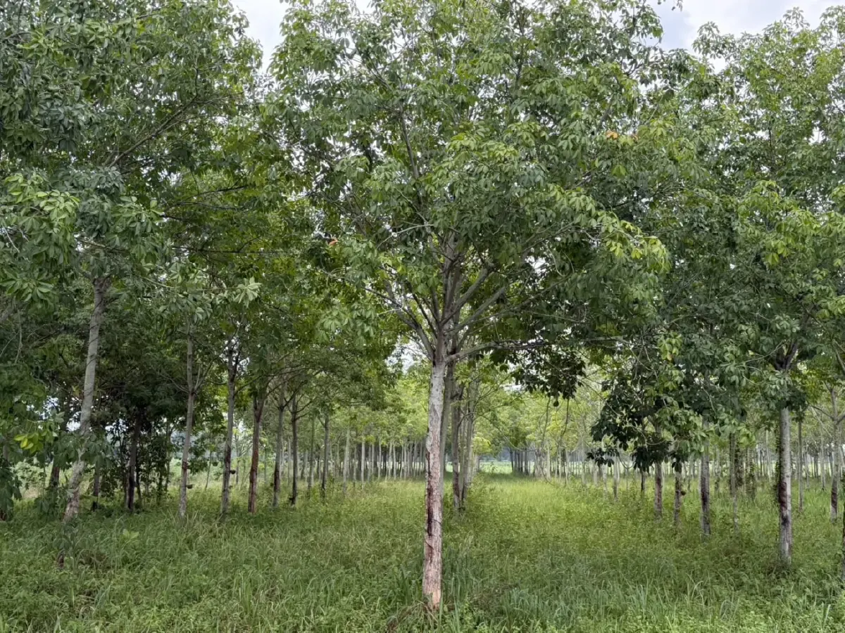 สศก. ลุย 'Single Map'ใช้ดาวเทียมจัดทำข้อมูลพืชเศรษฐกิจ