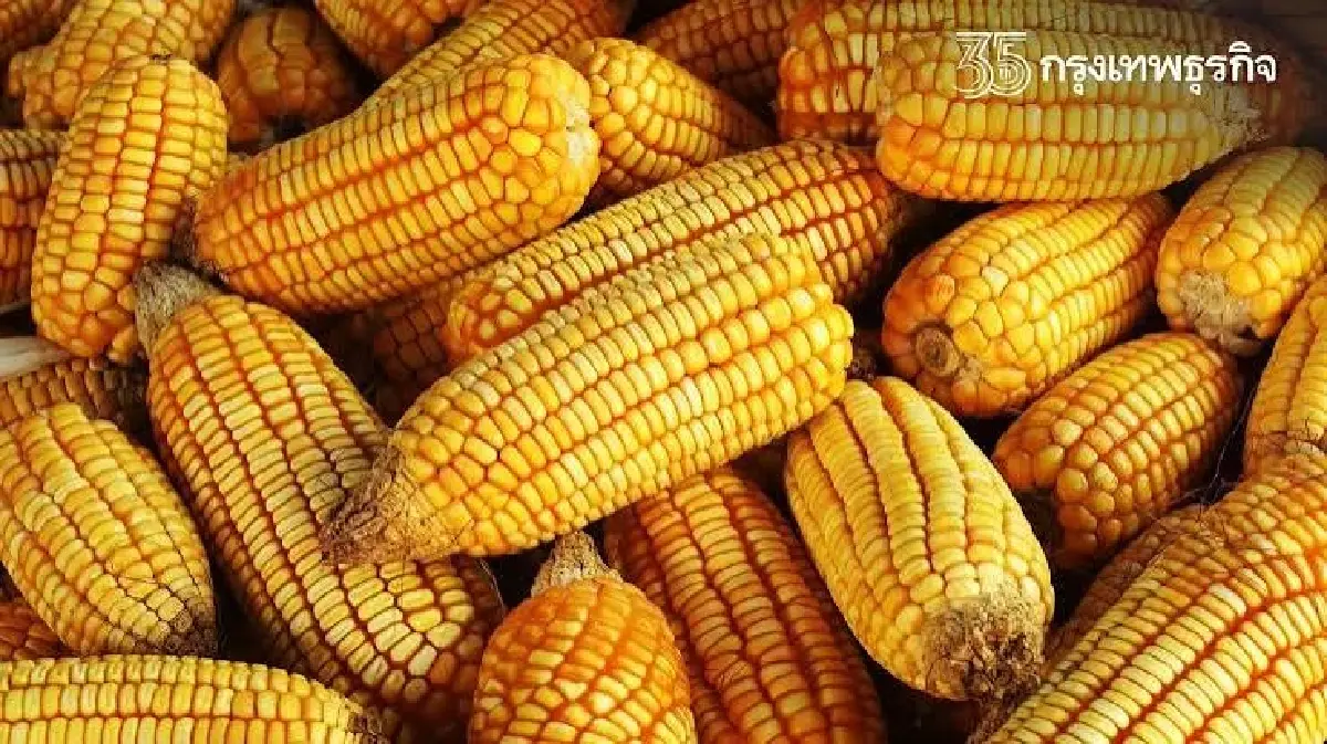 พาณิชย์ ยกเลิกนำเข้าข้าวโพดเลี้ยงสัตว์ 6 แสนตัน ยืดเวลานำเข้า WTO 1.2 แสนตันไป ม.ค. 70