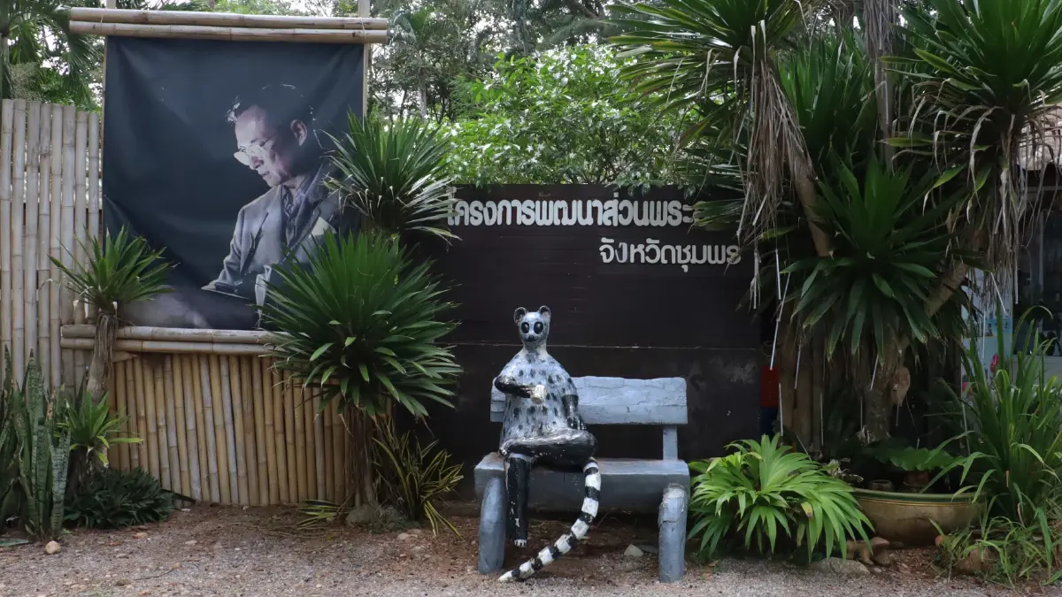‘กาแฟขี้ชะมด’ เข้มข้น นุ่มนวล ที่โครงการพัฒนาส่วนพระองค์ จ.ชุมพร