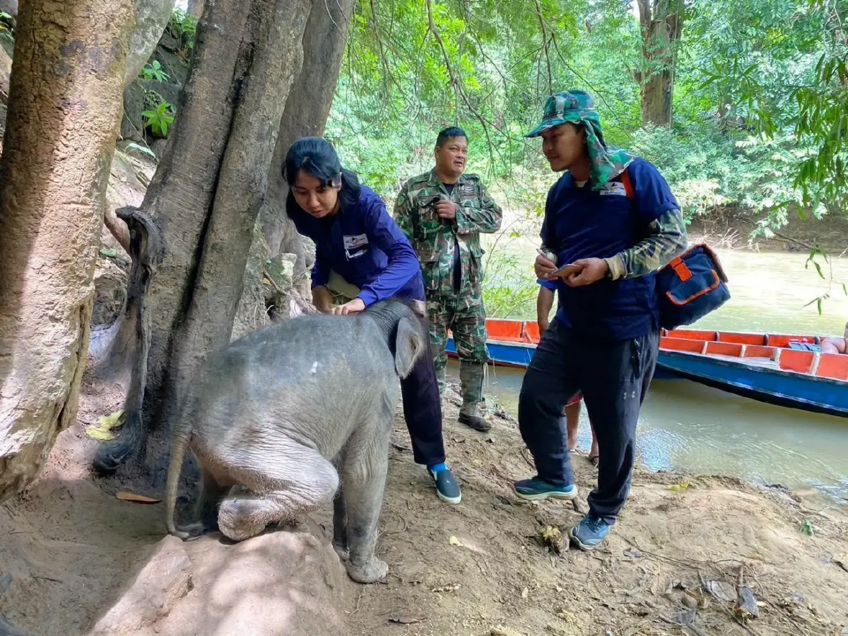 อาการน่าห่วง! "ลูกช้างป่า" ไทรโยคพลัดหลง สภาพวิกฤต ขาดน้ำรุนแรง-แผลทั่วตัว