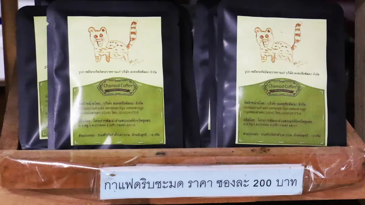 ‘กาแฟขี้ชะมด’ เข้มข้น นุ่มนวล ที่โครงการพัฒนาส่วนพระองค์ จ.ชุมพร